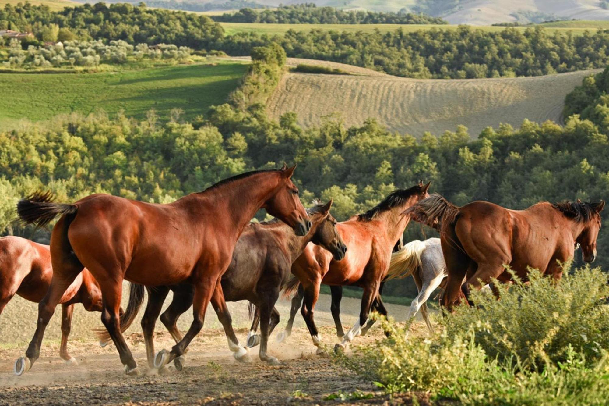 Fattoria Bio Pieve A Salti Montalcino公寓 外观 照片